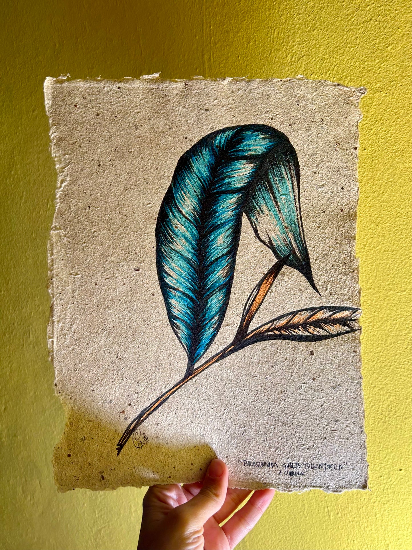 Ecuador II